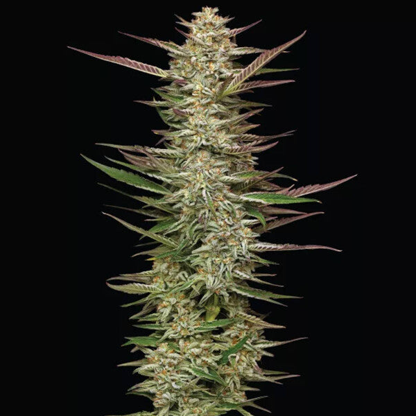 Indoor A Grade Bud - Garlic Fusion (H) - 1G