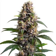Indoor A Grade Bud - God Father (I) - 1G