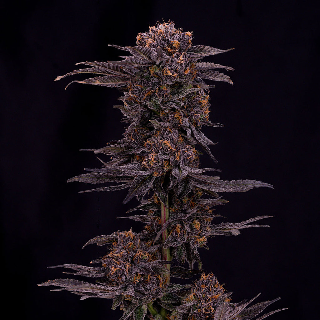 Boutique Bud - Purple Urkle (H/I) - 1G