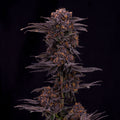 Boutique Bud - Purple Urkle (H/I) - 1G