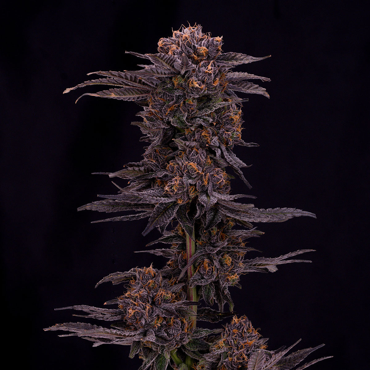 Boutique Bud - Purple Urkle (H/I) - 1G
