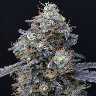 Indoor A Grade Bud - Queens Street (I) - 1G