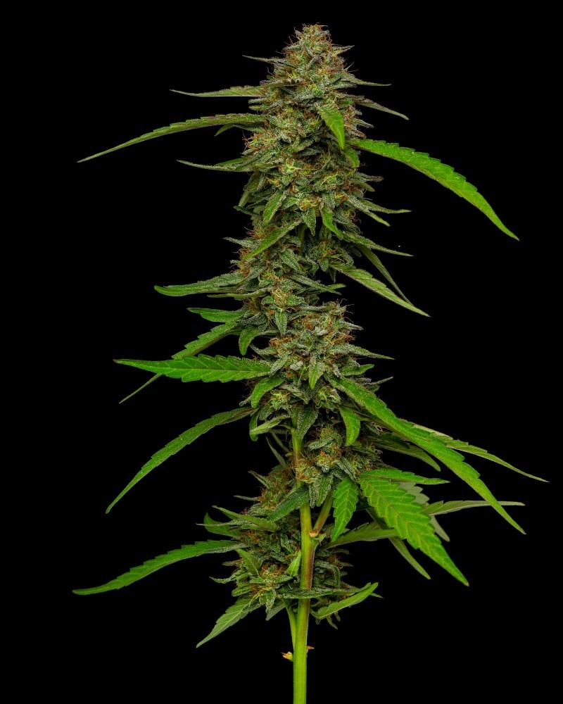 Boutique Bud - Strawberry Cheesecake (H/I) - 1G